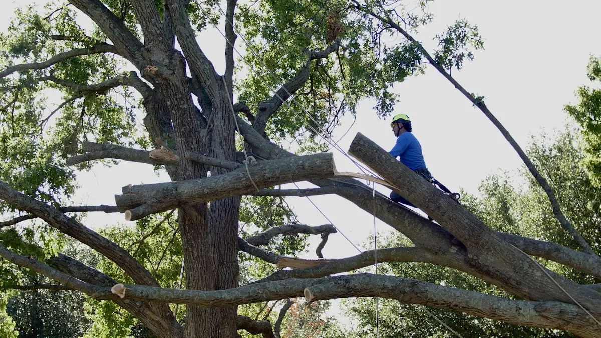 Professional Crown Thinning performed by certified arborists in Townsend